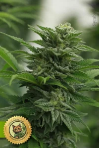 NY Diesel Autoflowering Cannabis Samen