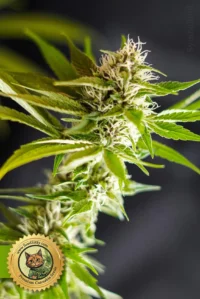 OG Kush Autoflower Samen - Feminisierte Cannabis Pflanze