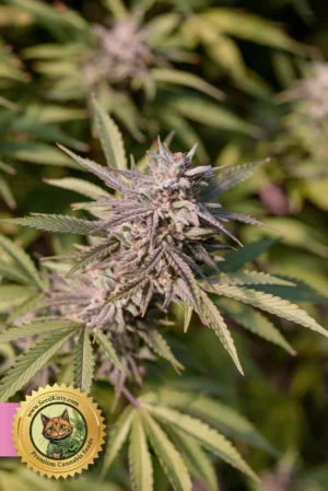 Permanent Marker Feminisiert scaled