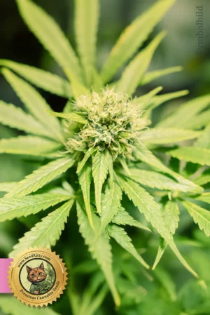 RS11 Rainbow Sherbet 11 Feminisiert