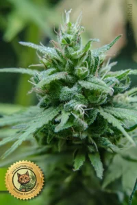 Super Silver Haze Feminisierte Hanfsamen