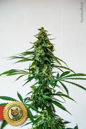 Watermelon Zkittlez Fast