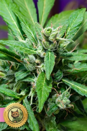 Home 9 Banana Kush Feminisiert