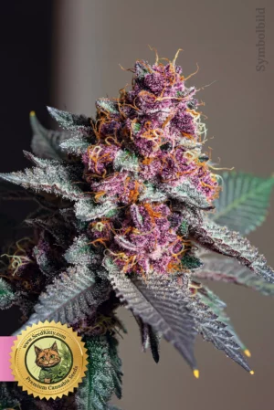 Biscotti Feminisiert