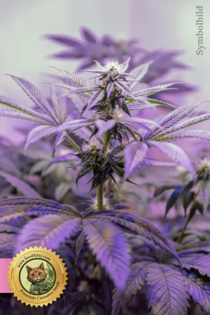 Home 8 Biscotti Mintz Feminisiert