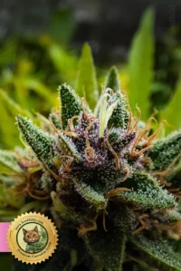 Blackberry Kush Feminisierte Hanf Samen