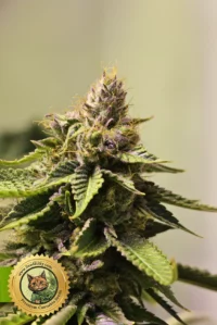 Blue Dream Autoflower Samen