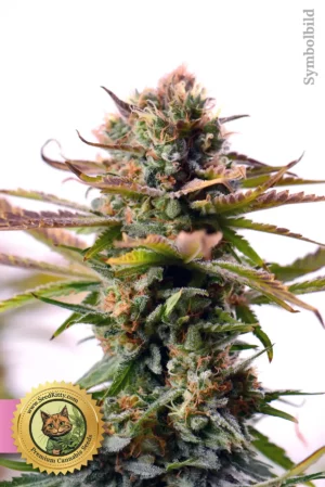 Home 10 California Hash Plant Feminisiert