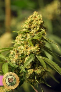 Chocolope Feminized