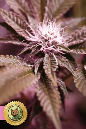 Cream Caramel Feminisiert