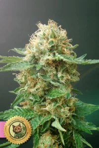 Diesel Feminized