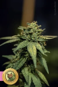 Durban Poison Feminized