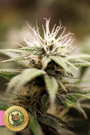 Home 9 Goji OG Feminisiert