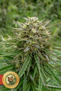 Gorilla Glue #4 Fast Version Samen