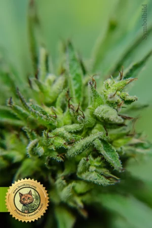 Home 7 Grapefruit Autoflower