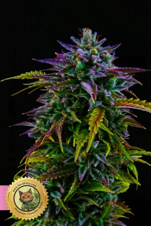 Home 4 Gushers Feminisiert