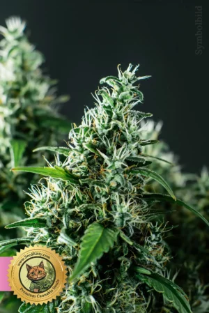 Home 8 Hawaiian Snow Feminisiert