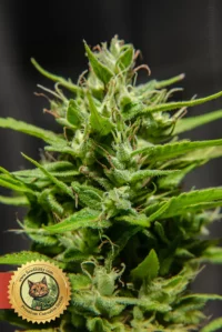 Jack Herer Fast Version Cannabis Samen