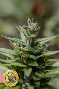 Kosher Kush Feminisiert