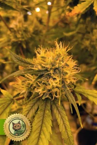 LA Confidential Autoflowering Hanfsamen