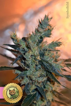 Home 10 LA Confidential Feminisiert