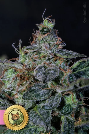 Home 9 LSD Feminisiert