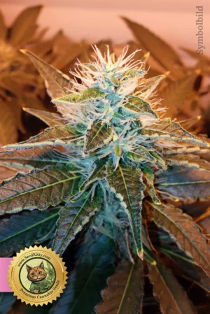 Lemon Tree Feminisiert