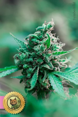 Home 7 MK Ultra Feminisiert