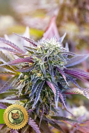 Mandarine Autoflower