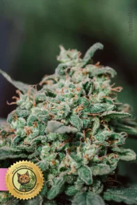 Mango Kush Feminisierte Samen