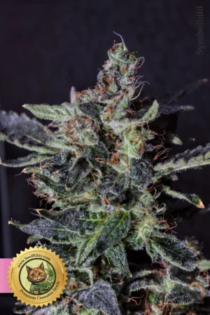 Melon Gum Feminisiert