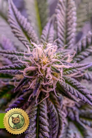 Northern Lights x Blueberry Autoflower