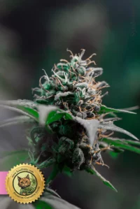 Red Dragon Feminisierte Cannabis Samen