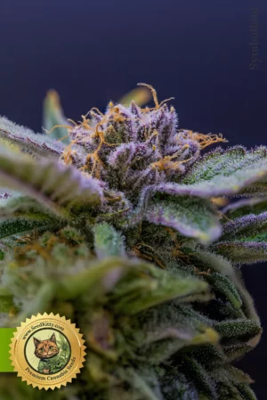 Home 6 Red Kush Autoflower