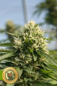 Skunk Autoflowering Samen