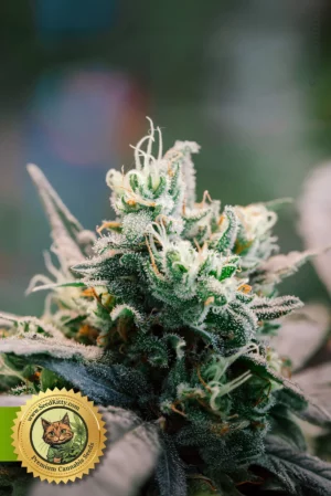 Home 8 Tangerine Autoflower