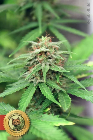 Home 4 Zkittlez Fast Version