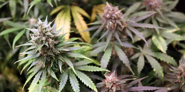 besten autoflowering sorten