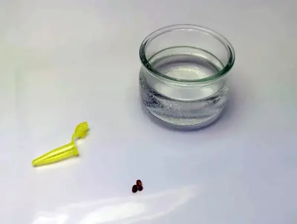 wasserglas zum keimen hanfsamen