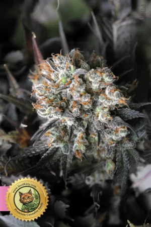 Blackberry Moonrocks Feminisierte Samen