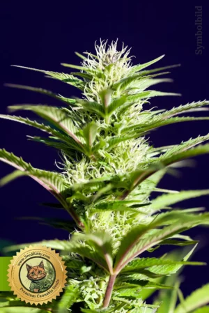 Home 9 Citronella Sunrize Autoflower