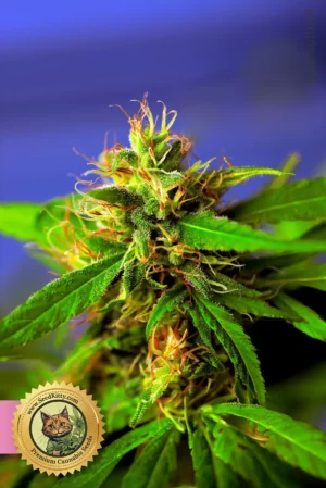 Critical+ Feminisiert