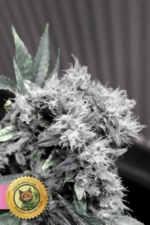 Home 1 Glitter Bomb Feminisierte Samen