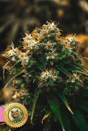 Godfather OG Feminisierte Cannabissamen