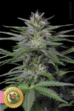 Home 12 Guava Feminisierte Hanfsamen