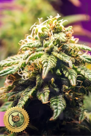 Peachez Feminisierte Hanfsamen