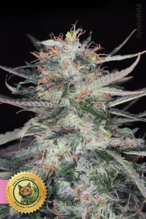 Home 11 Sunset Runtz Feminisierte Cannabissamen