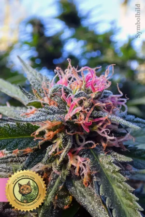 Tropicana Cookies Purple Feminisiert