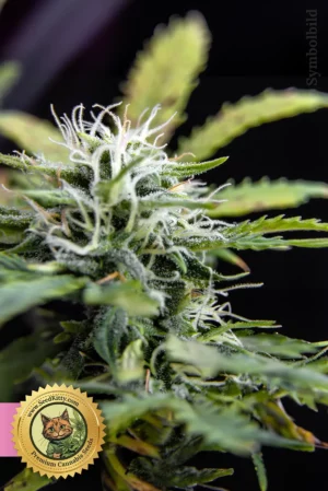 Zlushi Feminisierte Samen