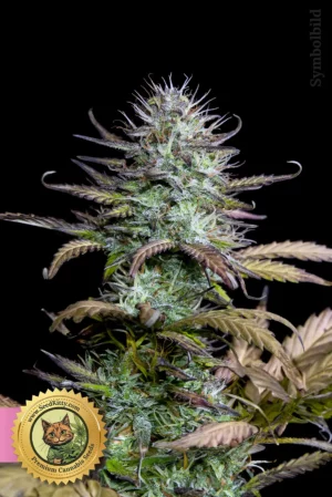 Home 5 Zoap Feminisierte Hanfsamen